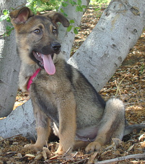 lacey von bremen sitting n4